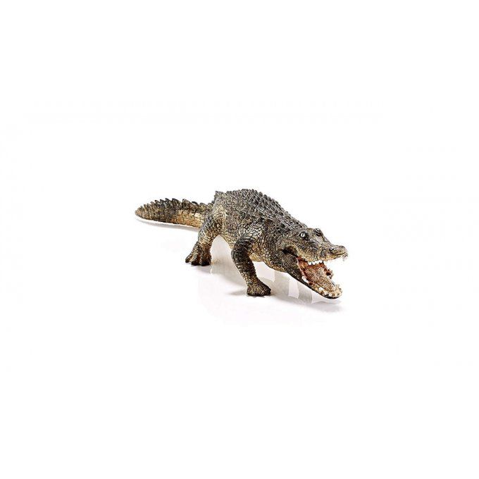 Alligator crocodile