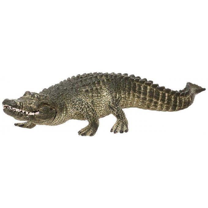 Alligator crocodile