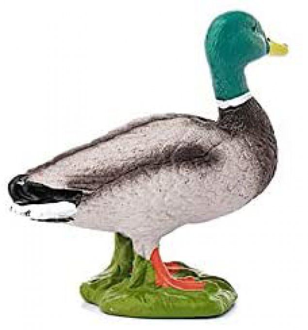 Canard
