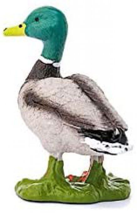 Canard