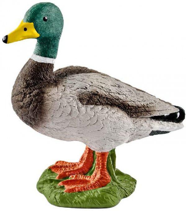 Canard