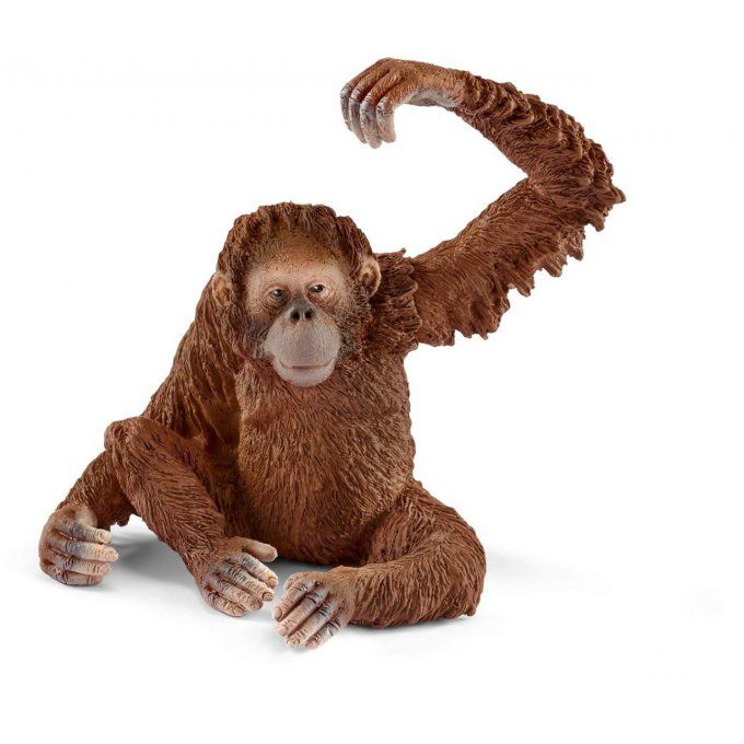 Orang-outan femelle