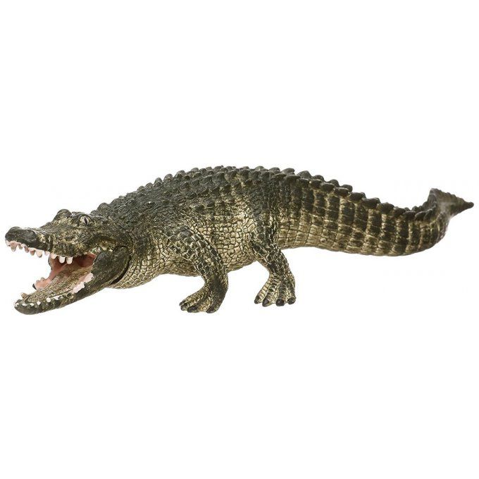 Alligator crocodile