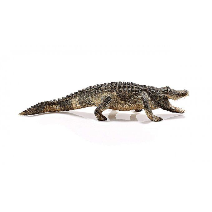 Alligator crocodile