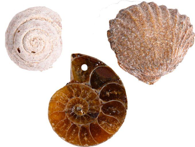 Kit archéologue Fossiles