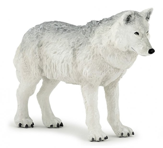 Loup polaire