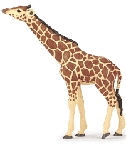 Girafe 