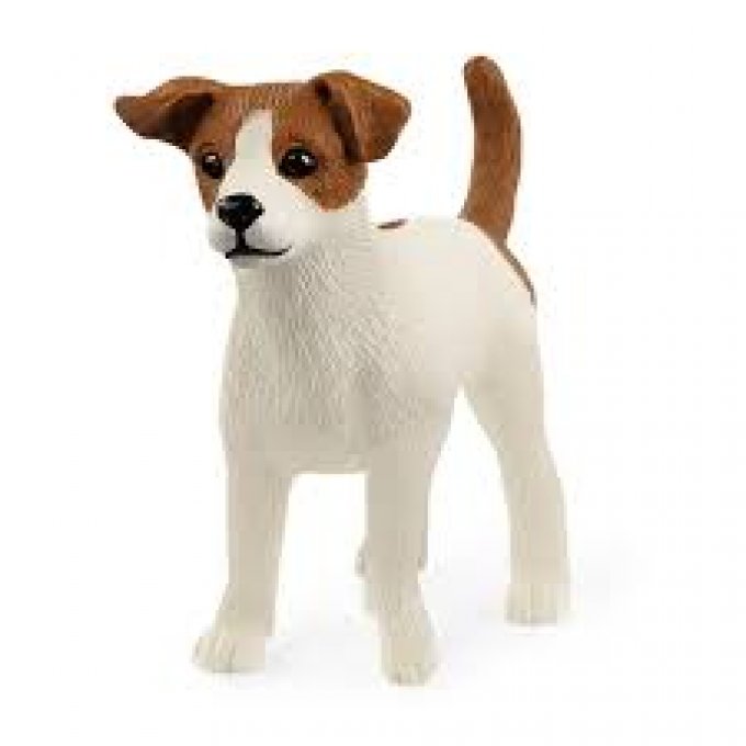 Jack russell terrier