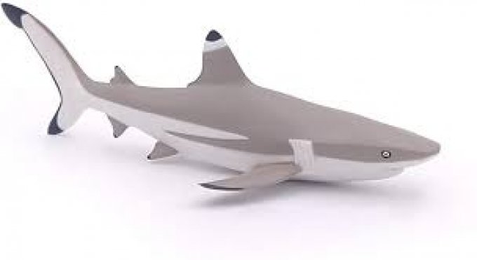 Requin pointe noire