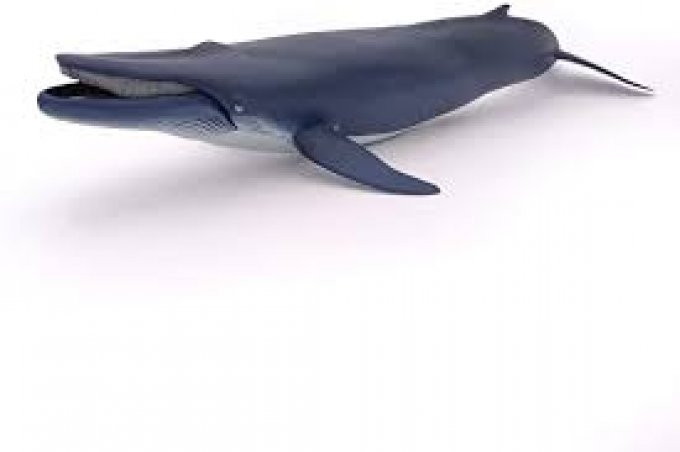 Baleine bleue